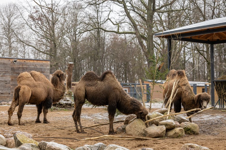 Lietuvos zoologijos sodas pasipuošė Kalėdoms: dovanų sulaukė ir gyvūnai