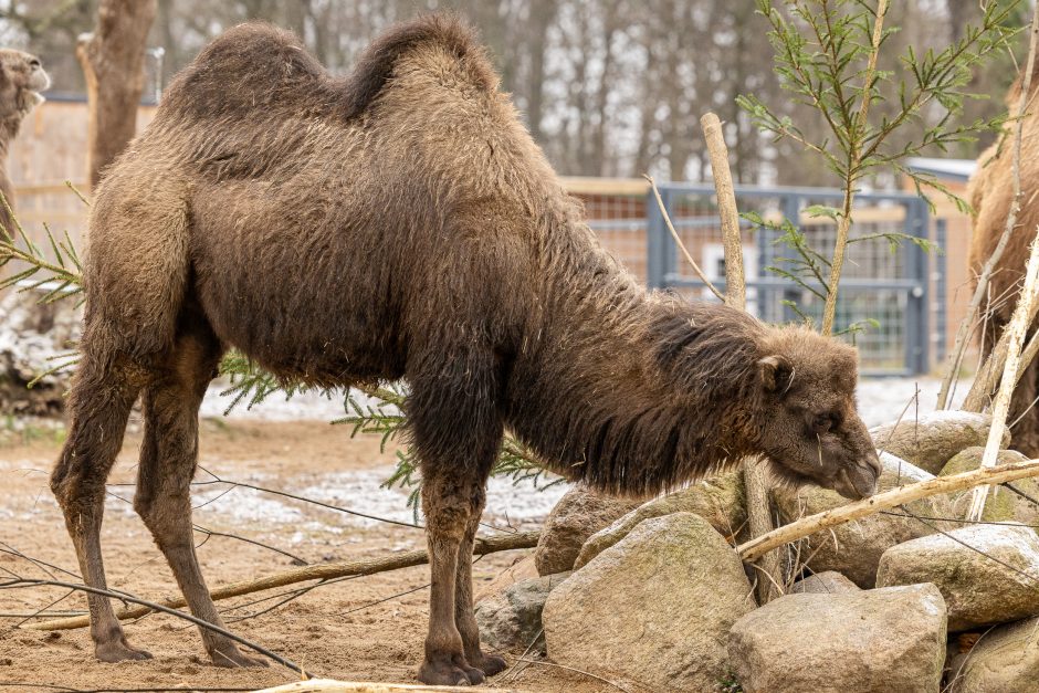 Lietuvos zoologijos sodas pasipuošė Kalėdoms: dovanų sulaukė ir gyvūnai