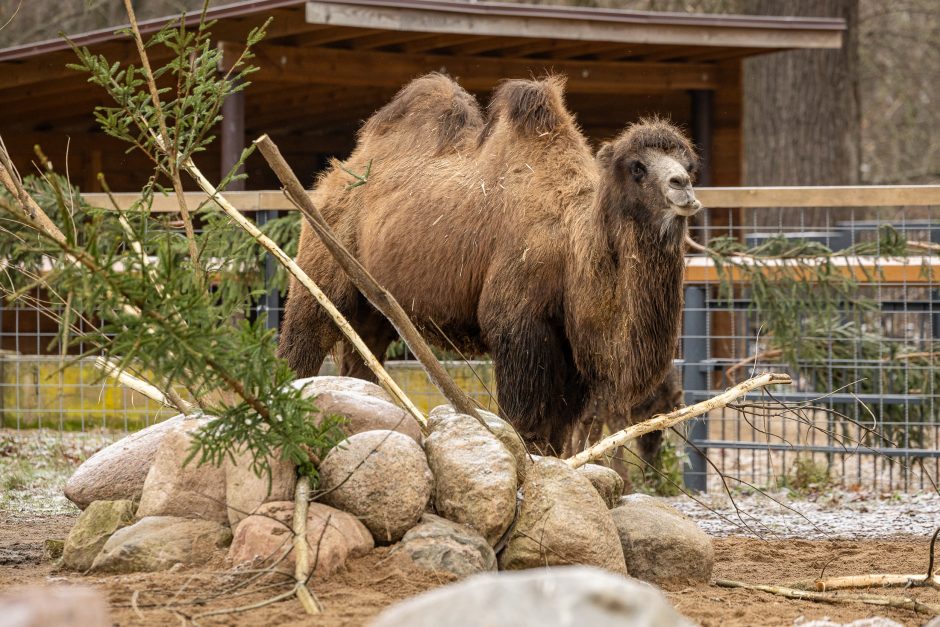 Lietuvos zoologijos sodas pasipuošė Kalėdoms: dovanų sulaukė ir gyvūnai