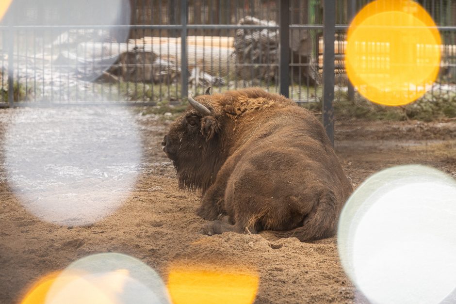 Lietuvos zoologijos sodas pasipuošė Kalėdoms: dovanų sulaukė ir gyvūnai