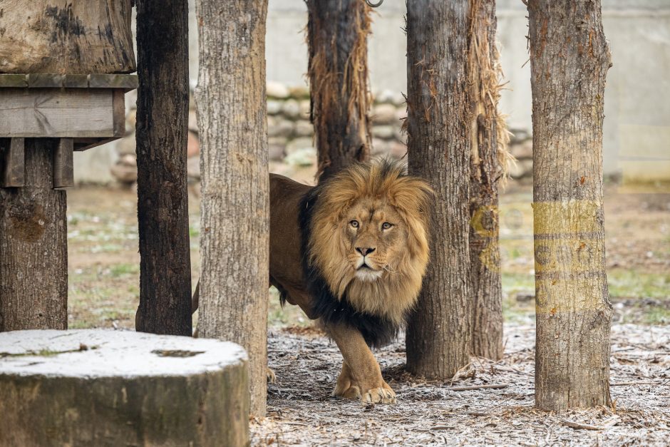 Lietuvos zoologijos sodas pasipuošė Kalėdoms: dovanų sulaukė ir gyvūnai