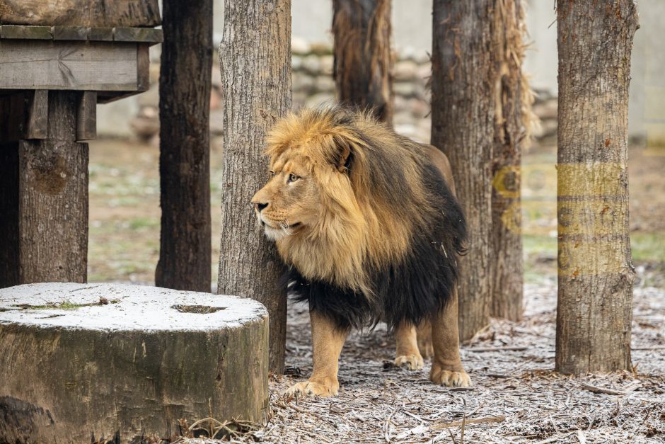 Lietuvos zoologijos sodas pasipuošė Kalėdoms: dovanų sulaukė ir gyvūnai