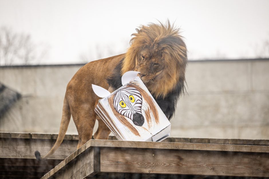 Lietuvos zoologijos sodas pasipuošė Kalėdoms: dovanų sulaukė ir gyvūnai