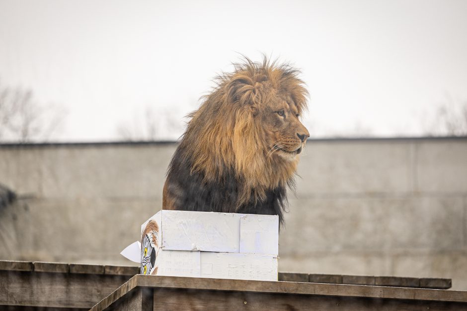 Lietuvos zoologijos sodas pasipuošė Kalėdoms: dovanų sulaukė ir gyvūnai