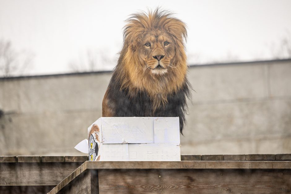 Lietuvos zoologijos sodas pasipuošė Kalėdoms: dovanų sulaukė ir gyvūnai