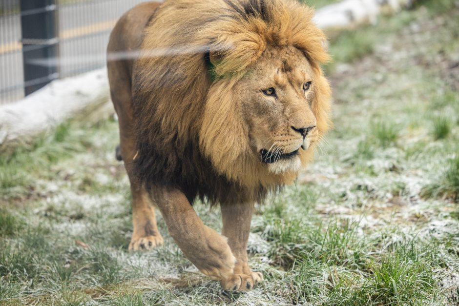 Lietuvos zoologijos sodas pasipuošė Kalėdoms: dovanų sulaukė ir gyvūnai