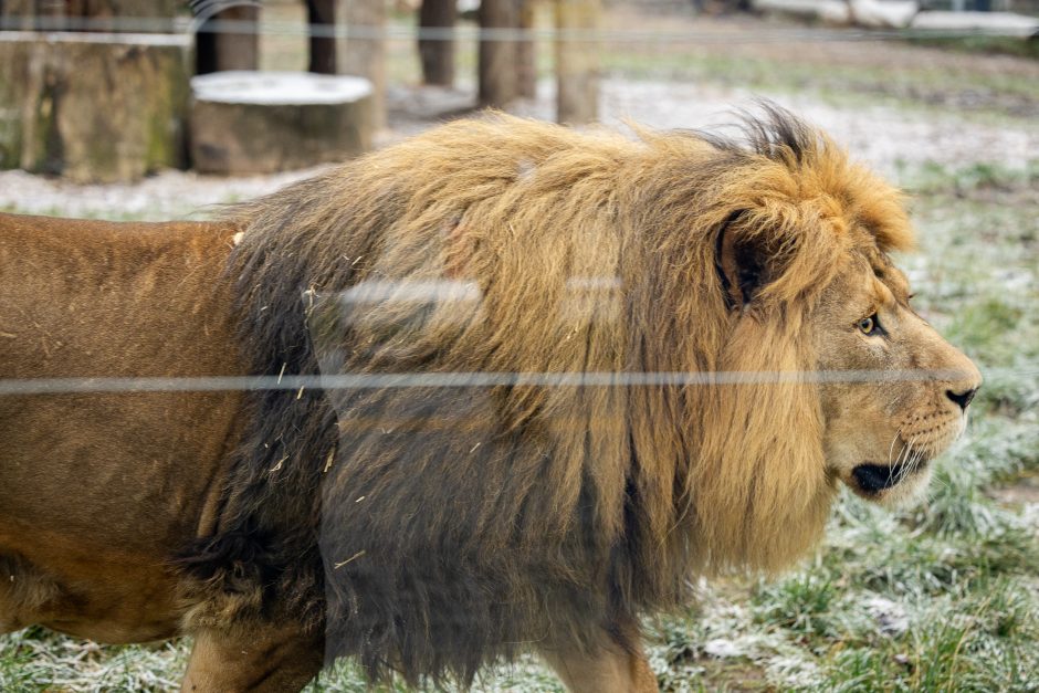 Lietuvos zoologijos sodas pasipuošė Kalėdoms: dovanų sulaukė ir gyvūnai