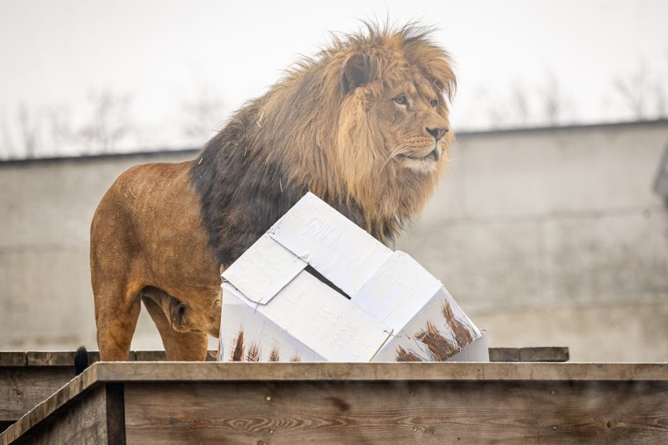 Lietuvos zoologijos sodas pasipuošė Kalėdoms: dovanų sulaukė ir gyvūnai