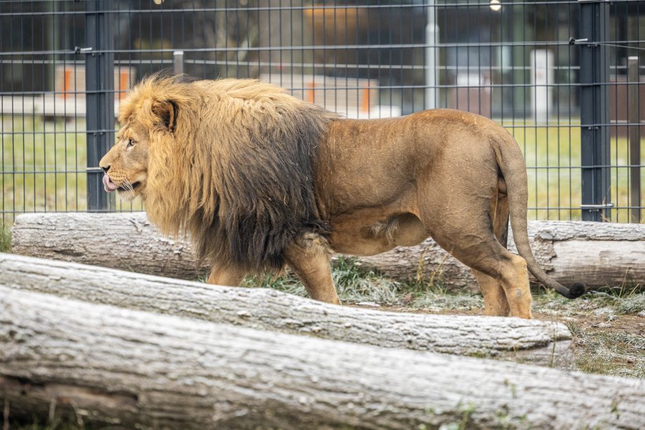 Lietuvos zoologijos sodas pasipuošė Kalėdoms: dovanų sulaukė ir gyvūnai