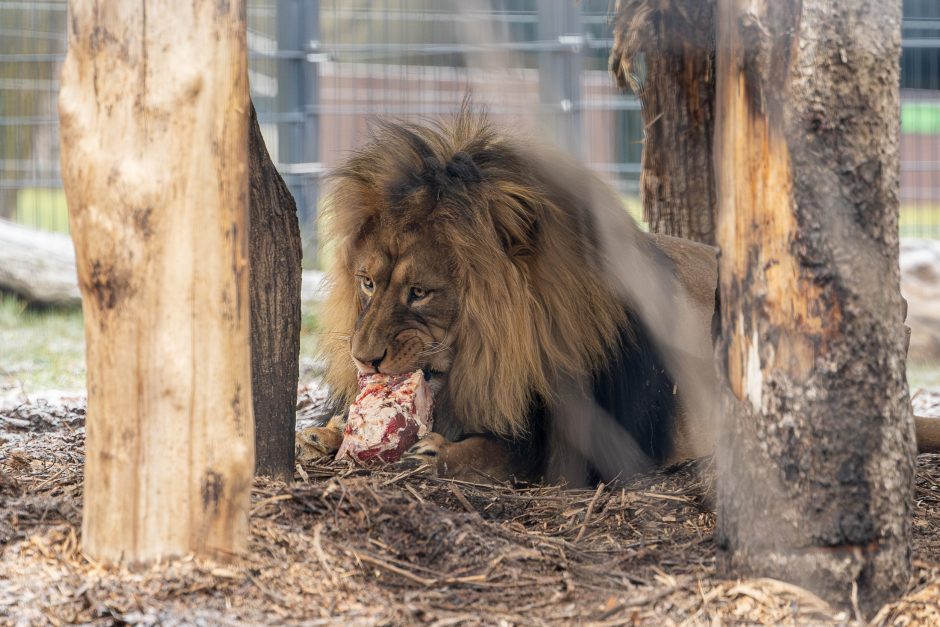 Lietuvos zoologijos sodas pasipuošė Kalėdoms: dovanų sulaukė ir gyvūnai