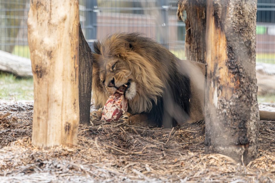 Lietuvos zoologijos sodas pasipuošė Kalėdoms: dovanų sulaukė ir gyvūnai