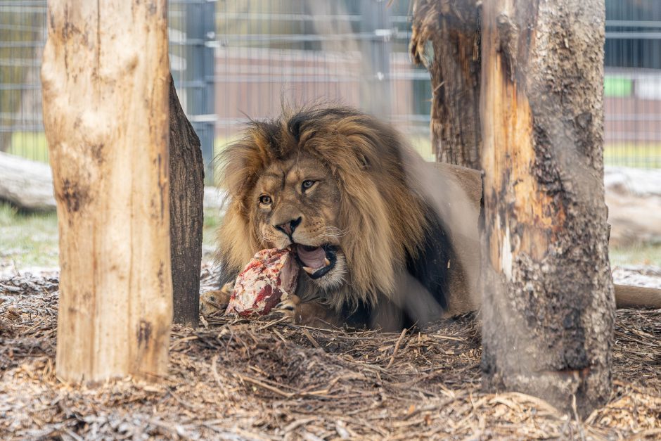 Lietuvos zoologijos sodas pasipuošė Kalėdoms: dovanų sulaukė ir gyvūnai