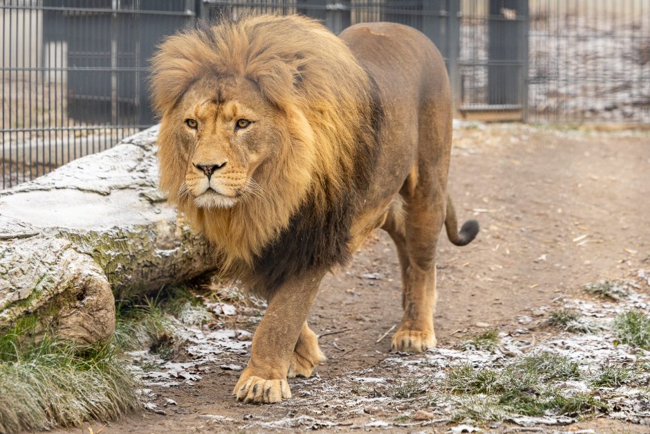 Lietuvos zoologijos sodas pasipuošė Kalėdoms: dovanų sulaukė ir gyvūnai