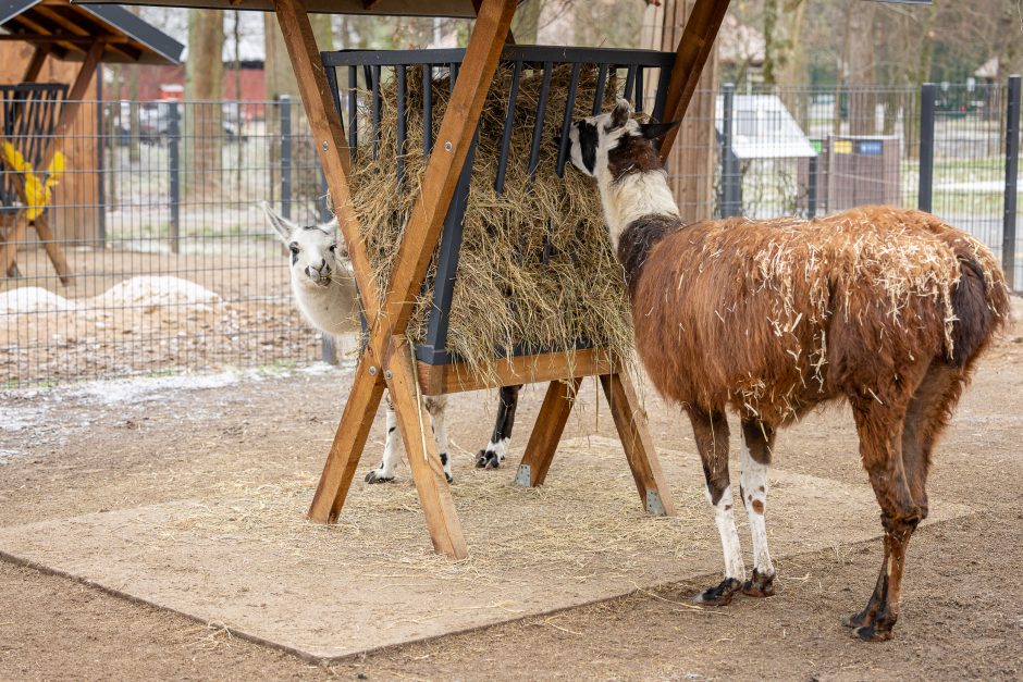 Lietuvos zoologijos sodas pasipuošė Kalėdoms: dovanų sulaukė ir gyvūnai