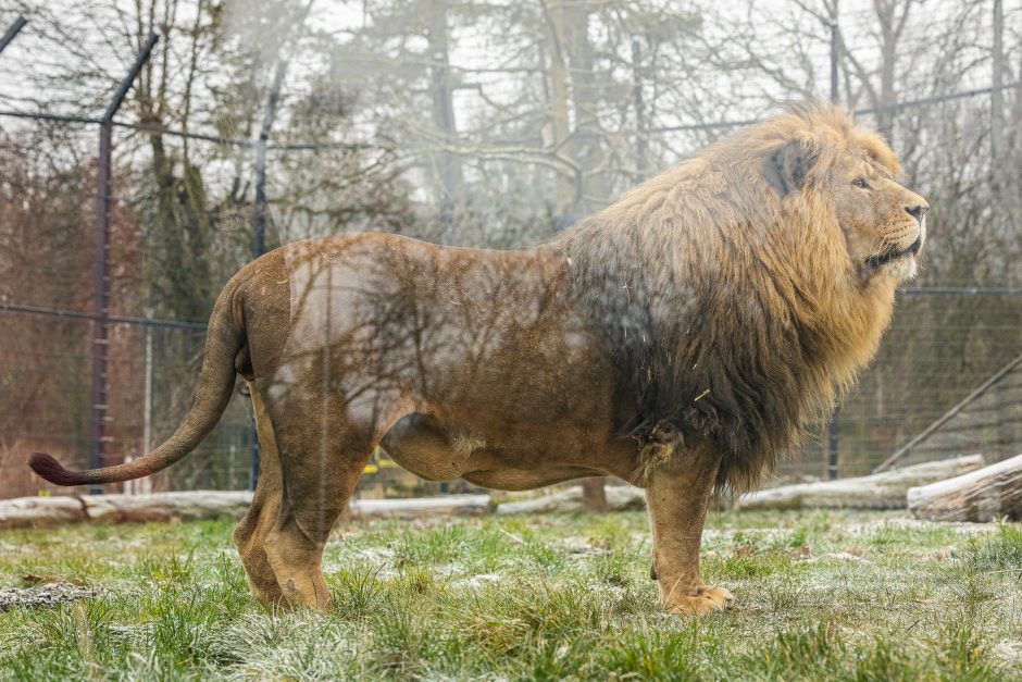 Lietuvos zoologijos sodas pasipuošė Kalėdoms: dovanų sulaukė ir gyvūnai