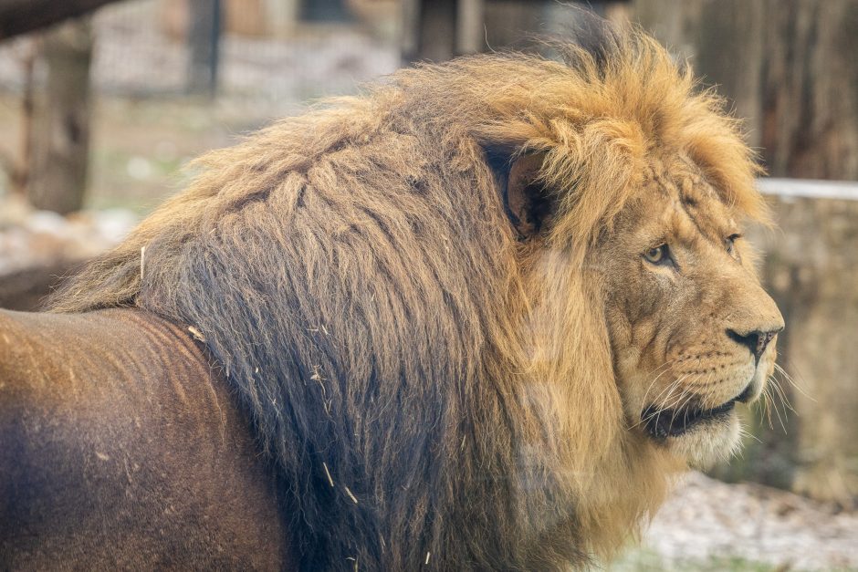 Lietuvos zoologijos sodas pasipuošė Kalėdoms: dovanų sulaukė ir gyvūnai