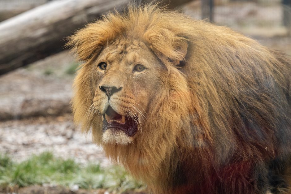 Lietuvos zoologijos sodas pasipuošė Kalėdoms: dovanų sulaukė ir gyvūnai