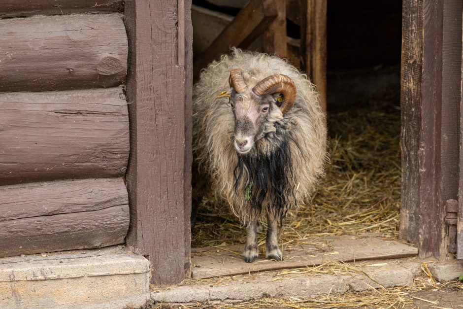 Lietuvos zoologijos sodas pasipuošė Kalėdoms: dovanų sulaukė ir gyvūnai