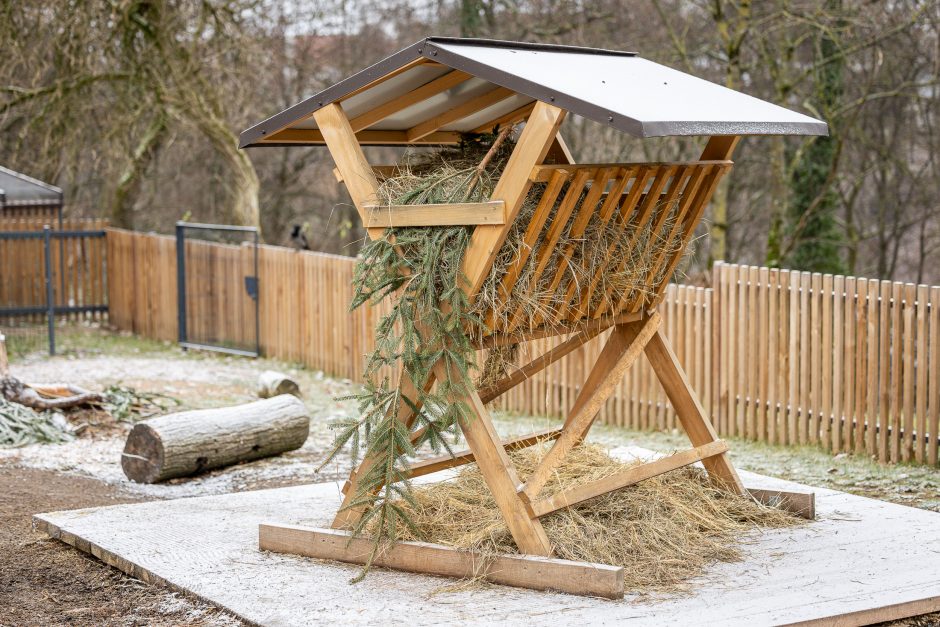 Lietuvos zoologijos sodas pasipuošė Kalėdoms: dovanų sulaukė ir gyvūnai