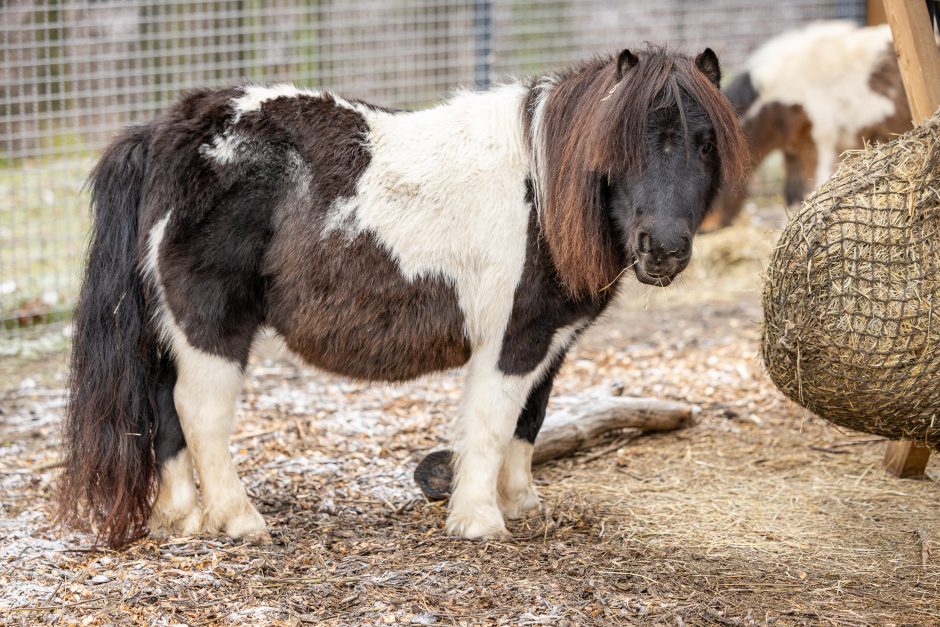 Lietuvos zoologijos sodas pasipuošė Kalėdoms: dovanų sulaukė ir gyvūnai