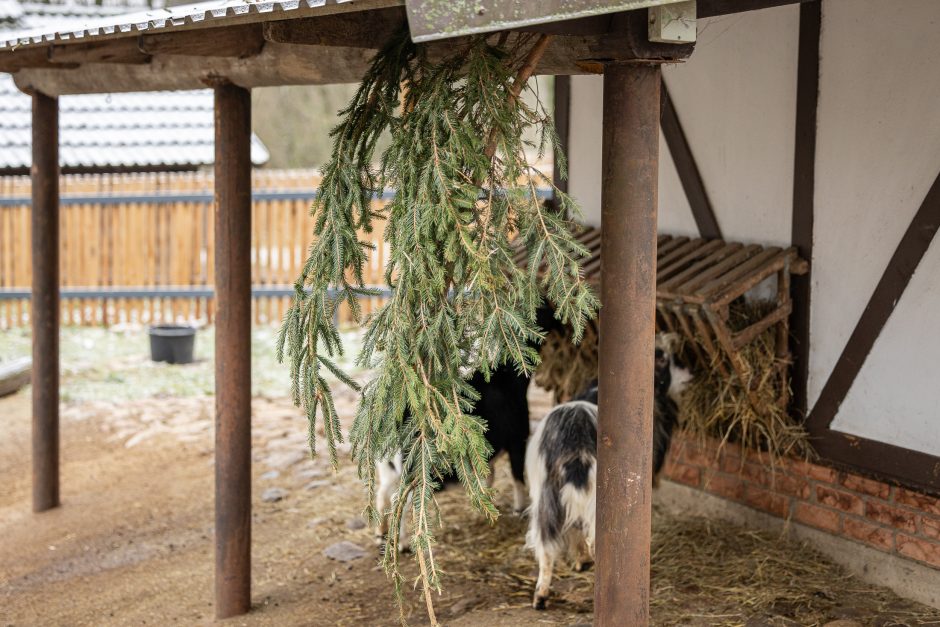 Lietuvos zoologijos sodas pasipuošė Kalėdoms: dovanų sulaukė ir gyvūnai