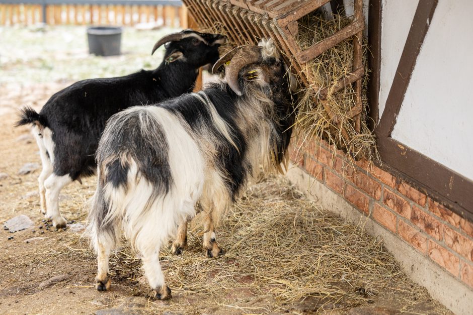 Lietuvos zoologijos sodas pasipuošė Kalėdoms: dovanų sulaukė ir gyvūnai