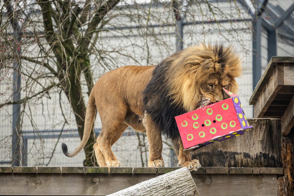 Lietuvos zoologijos sodas pasipuošė Kalėdoms: dovanų sulaukė ir gyvūnai