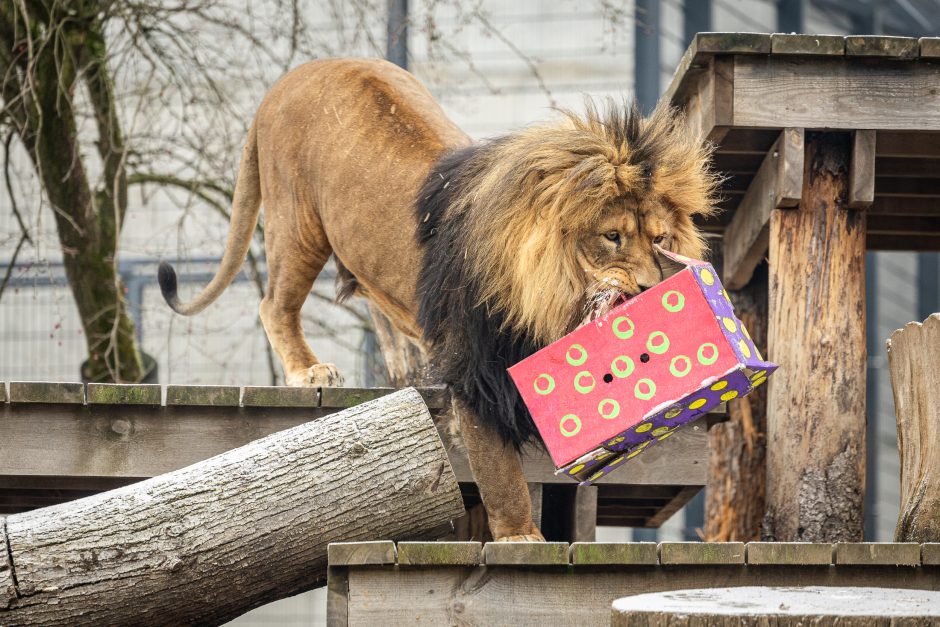 Lietuvos zoologijos sodas pasipuošė Kalėdoms: dovanų sulaukė ir gyvūnai