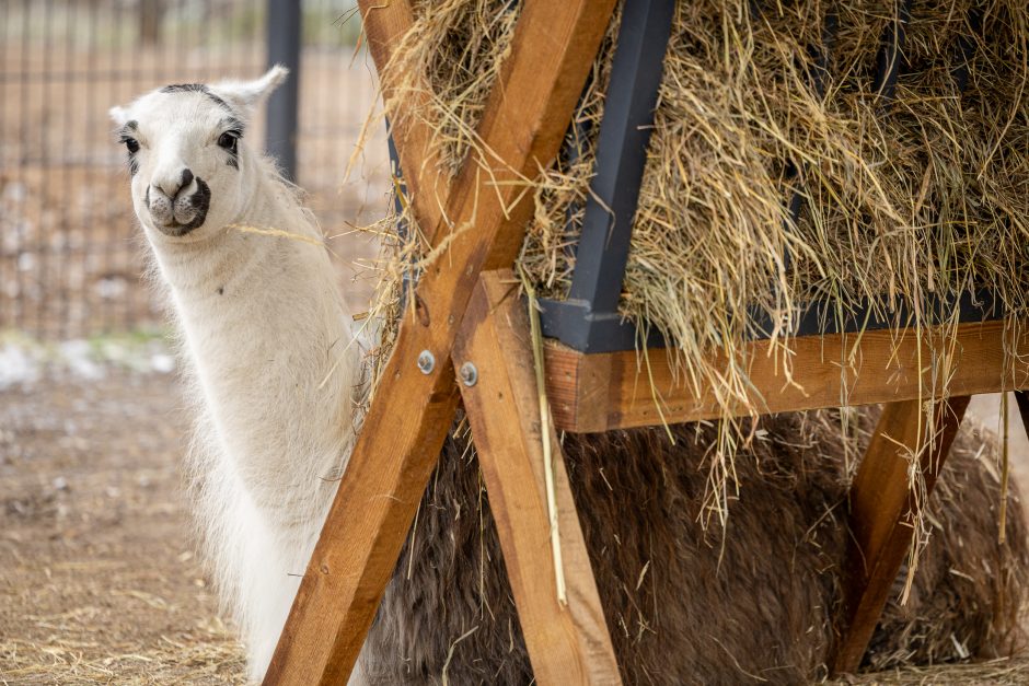 Lietuvos zoologijos sodas pasipuošė Kalėdoms: dovanų sulaukė ir gyvūnai