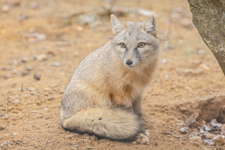 Lietuvos zoologijos sodas pasipuošė Kalėdoms: dovanų sulaukė ir gyvūnai