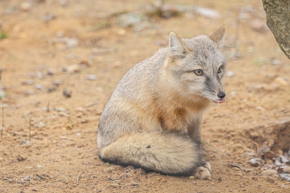 Lietuvos zoologijos sodas pasipuošė Kalėdoms: dovanų sulaukė ir gyvūnai