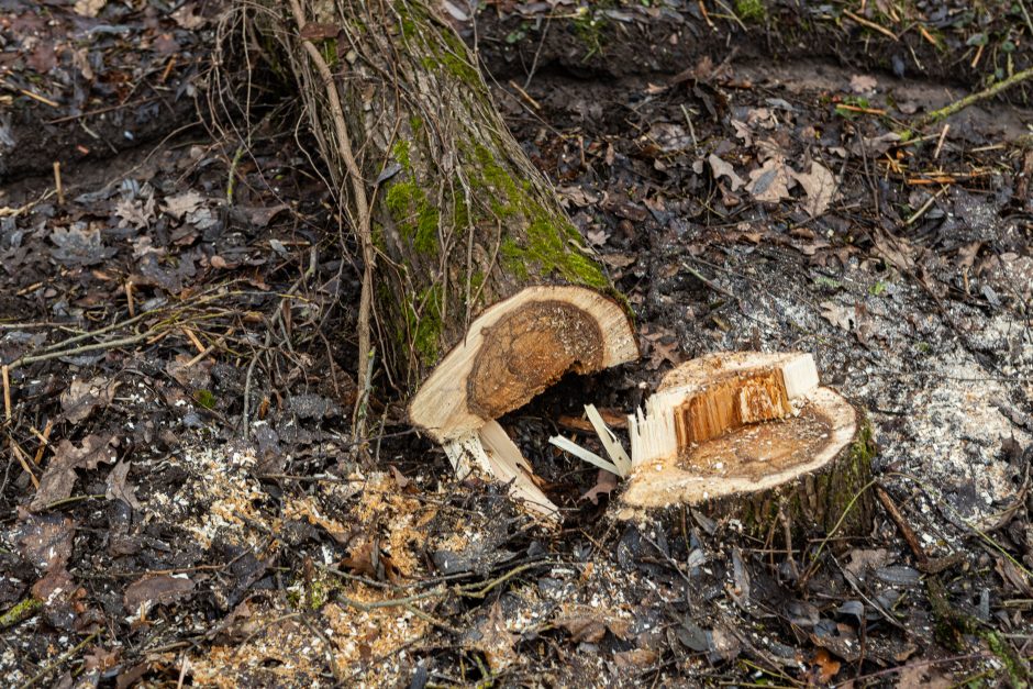 Gyventojai stoja prieš nelegalų medžių kirtimą rekreaciniame miške: pjauna viską 