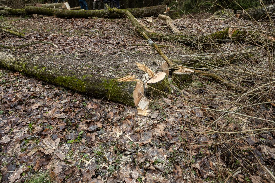 Gyventojai stoja prieš nelegalų medžių kirtimą rekreaciniame miške: pjauna viską 