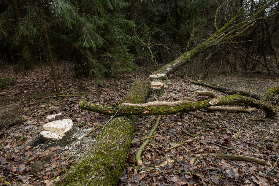 Gyventojai stoja prieš nelegalų medžių kirtimą rekreaciniame miške: pjauna viską 