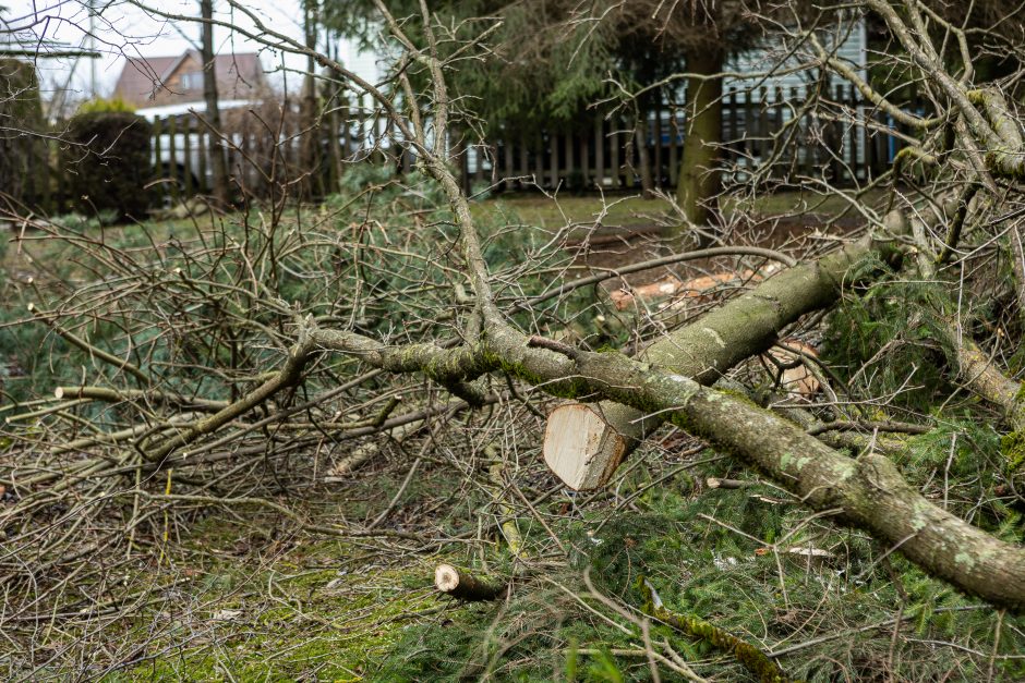 Gyventojai stoja prieš nelegalų medžių kirtimą rekreaciniame miške: pjauna viską 