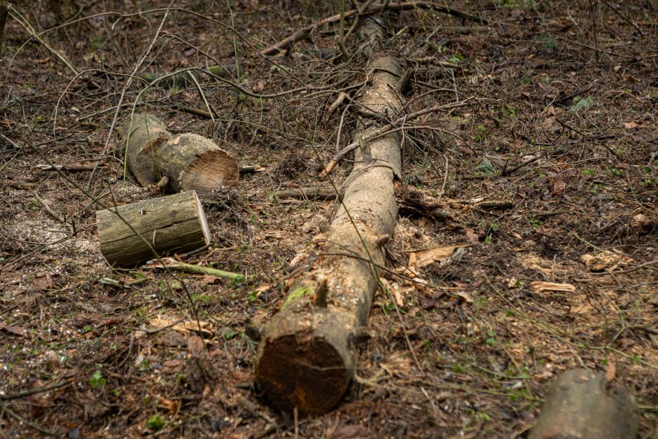 Gyventojai stoja prieš nelegalų medžių kirtimą rekreaciniame miške: pjauna viską 