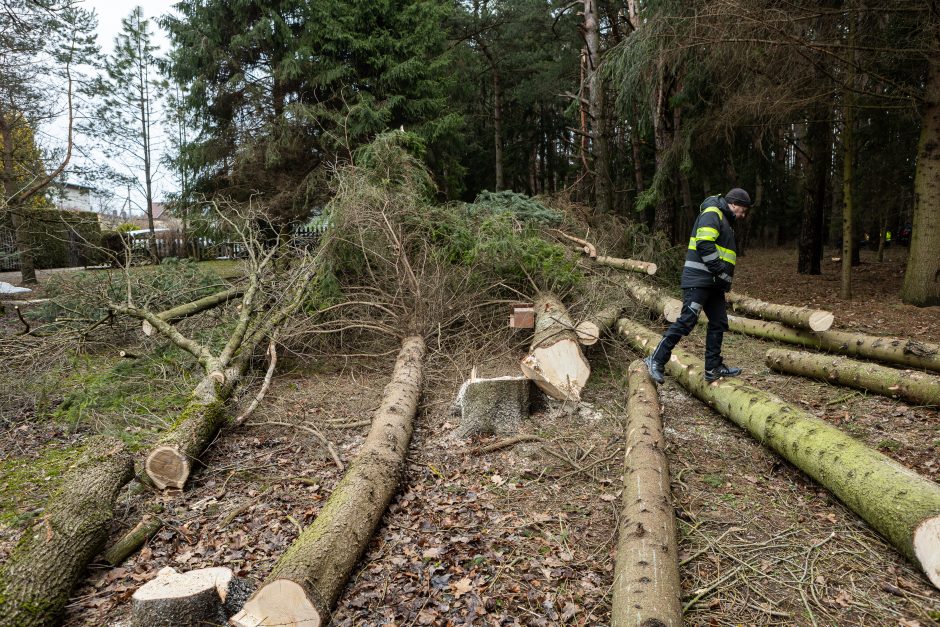 Gyventojai stoja prieš nelegalų medžių kirtimą rekreaciniame miške: pjauna viską 