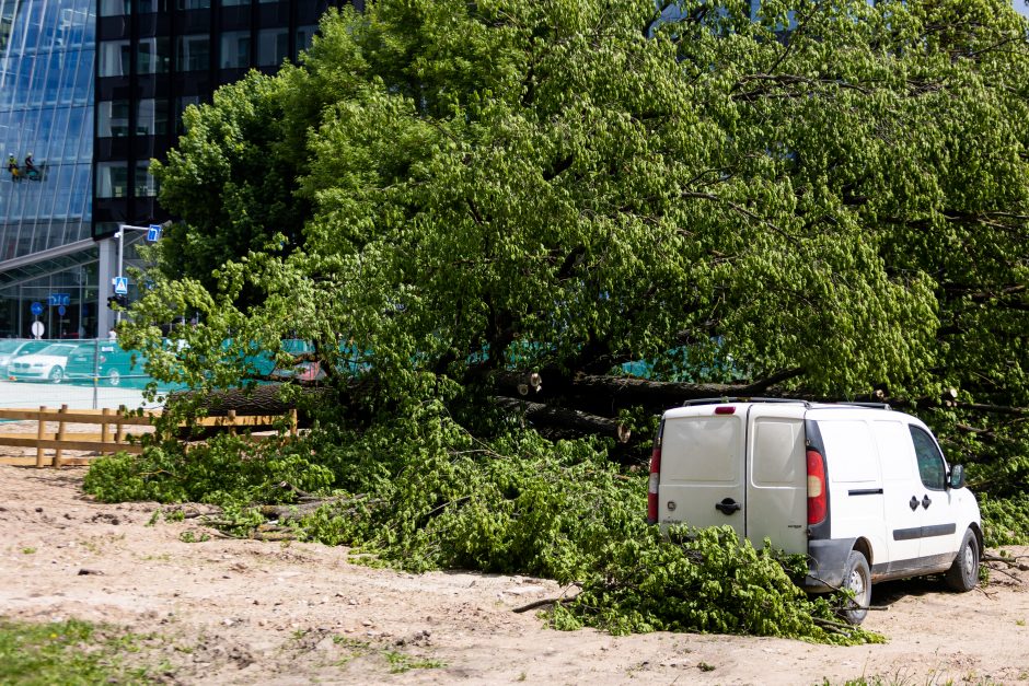 Dėl Vilniuje nukirsto ąžuolo prokuratūra pradėjo ikiteisminį tyrimą