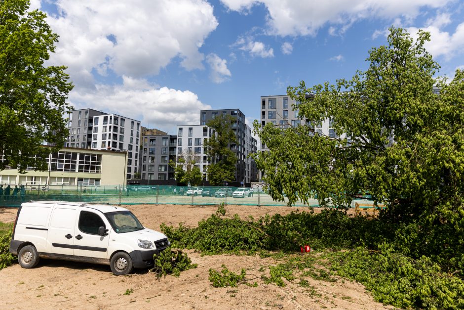 Dėl Vilniuje nukirsto ąžuolo prokuratūra pradėjo ikiteisminį tyrimą