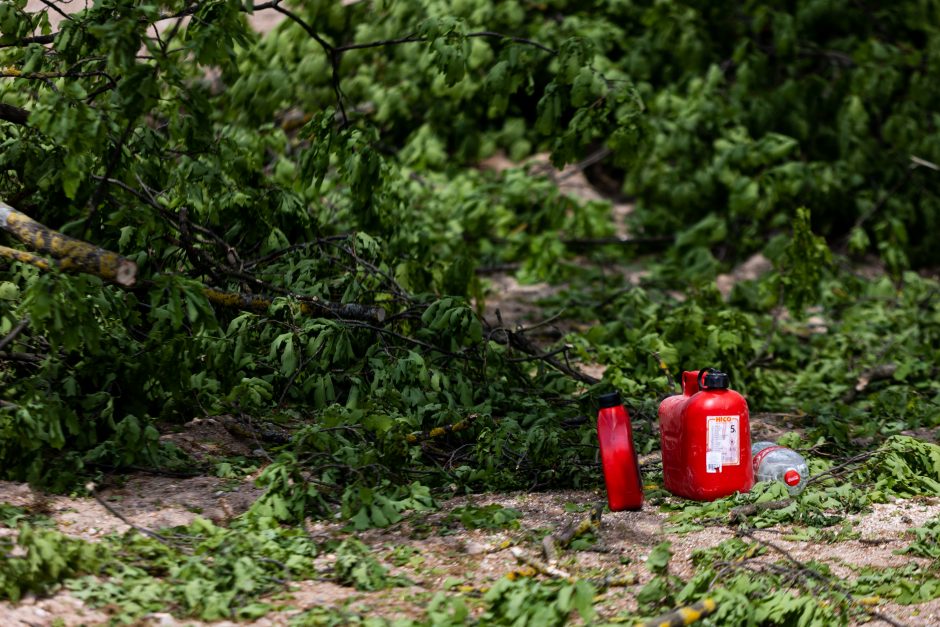 Dėl Vilniuje nukirsto ąžuolo prokuratūra pradėjo ikiteisminį tyrimą