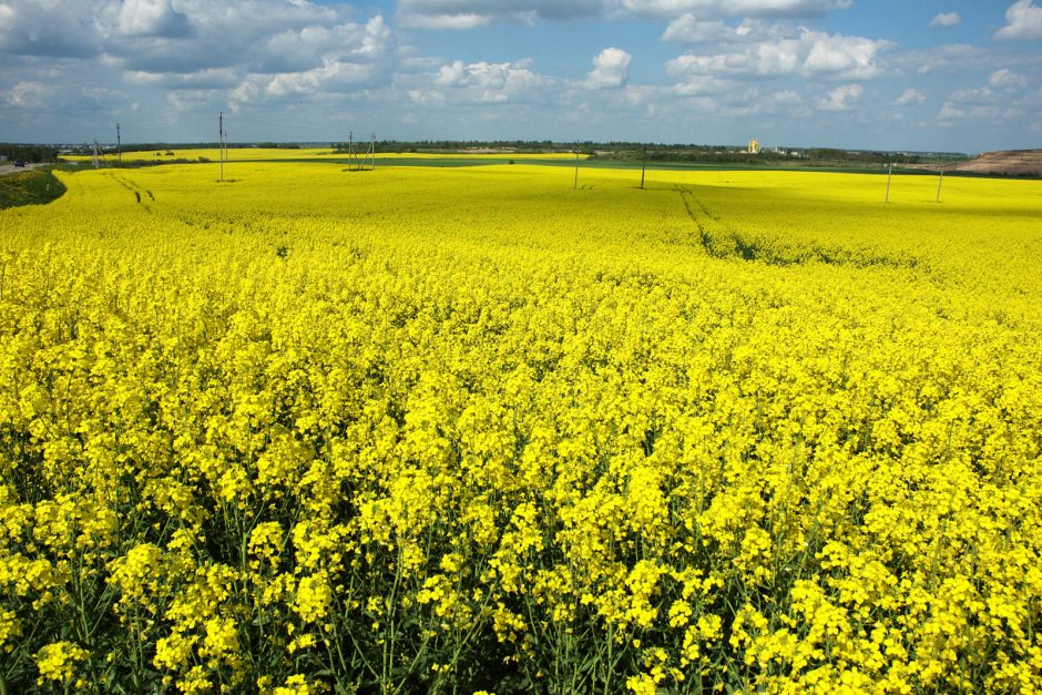 Abejojama, ar ateityje Lietuvai pavyks išvengti GMO