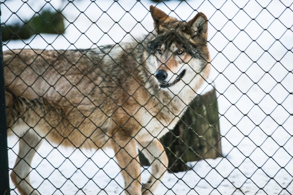 Gyvenimas zoologijos sode: kurie lepūnėliai į lauką nekiša nosies?