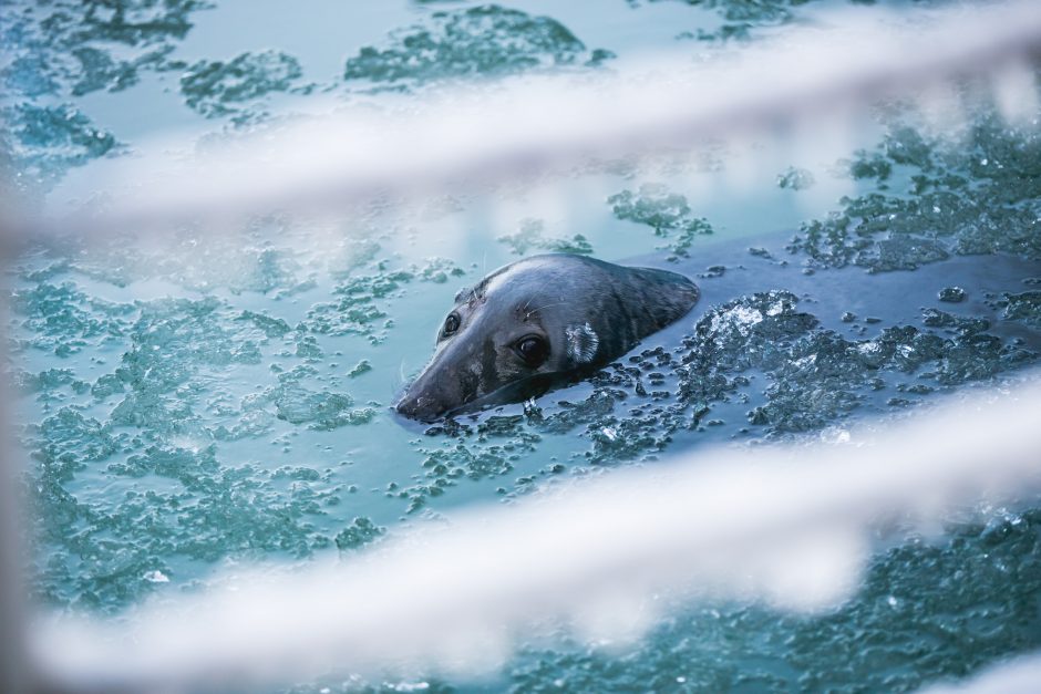 Gyvenimas zoologijos sode: kurie lepūnėliai į lauką nekiša nosies?