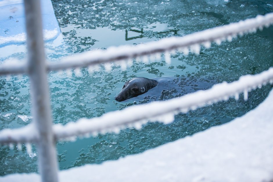 Gyvenimas zoologijos sode: kurie lepūnėliai į lauką nekiša nosies?