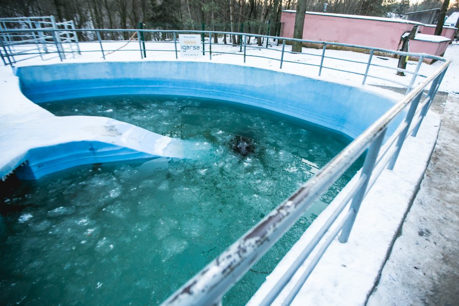 Gyvenimas zoologijos sode: kurie lepūnėliai į lauką nekiša nosies?