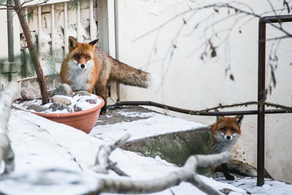 Gyvenimas zoologijos sode: kurie lepūnėliai į lauką nekiša nosies?