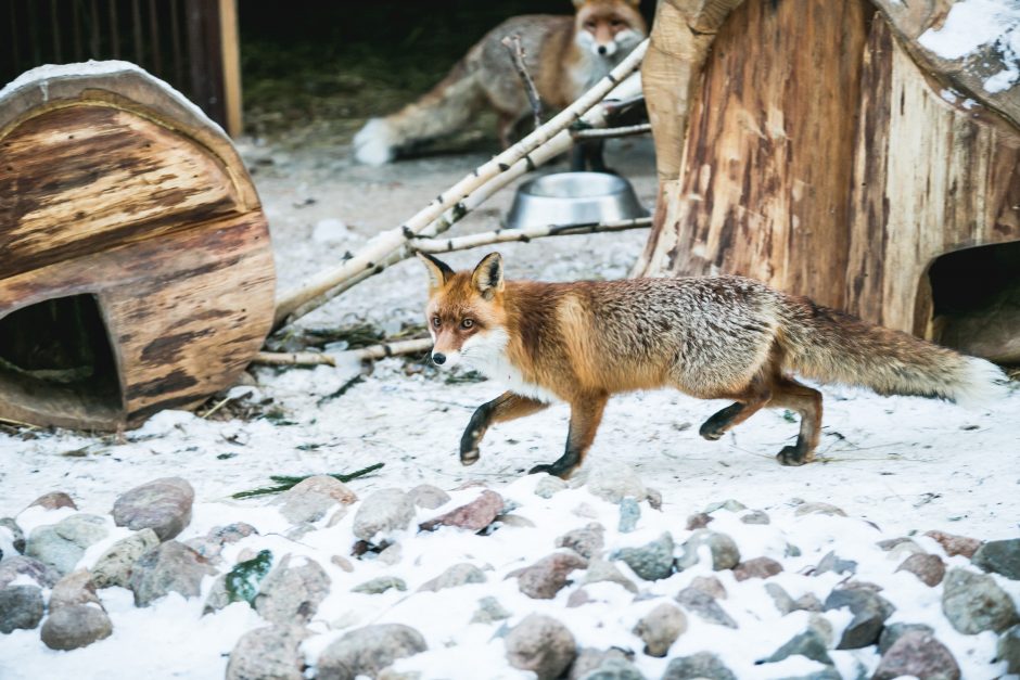 Gyvenimas zoologijos sode: kurie lepūnėliai į lauką nekiša nosies?