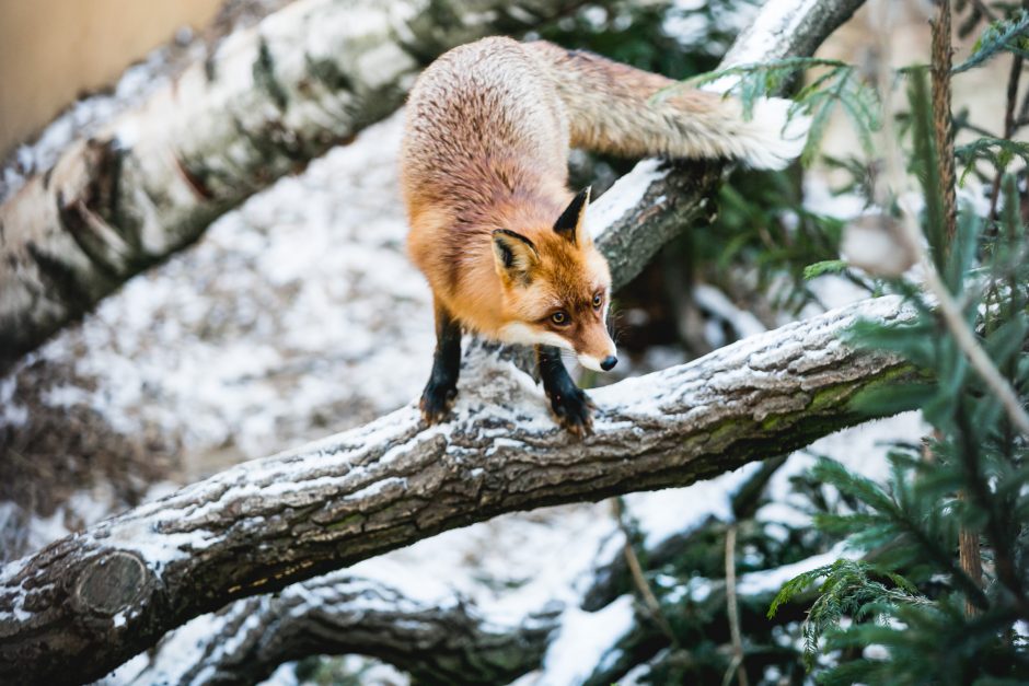 Gyvenimas zoologijos sode: kurie lepūnėliai į lauką nekiša nosies?