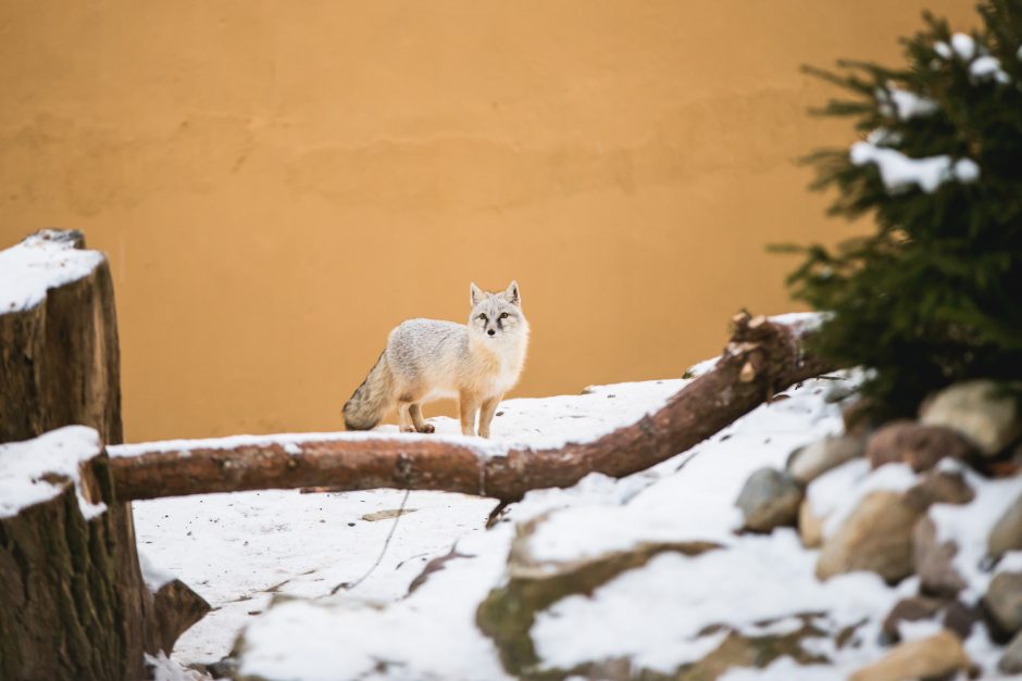 Gyvenimas zoologijos sode: kurie lepūnėliai į lauką nekiša nosies?