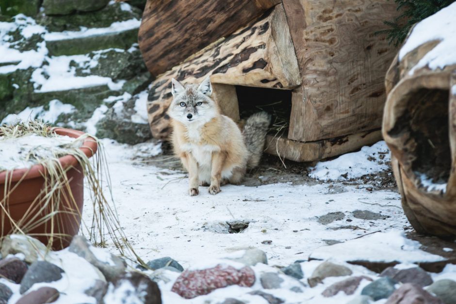 Gyvenimas zoologijos sode: kurie lepūnėliai į lauką nekiša nosies?